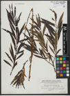 Foto von Salix triandra L. x Salix viminalis L.